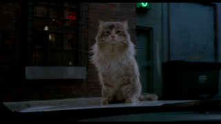 【电影】九条命-萌心次元|MoxACG.Moe