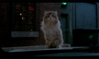 【电影】九条命-萌心次元|MoxACG.Moe